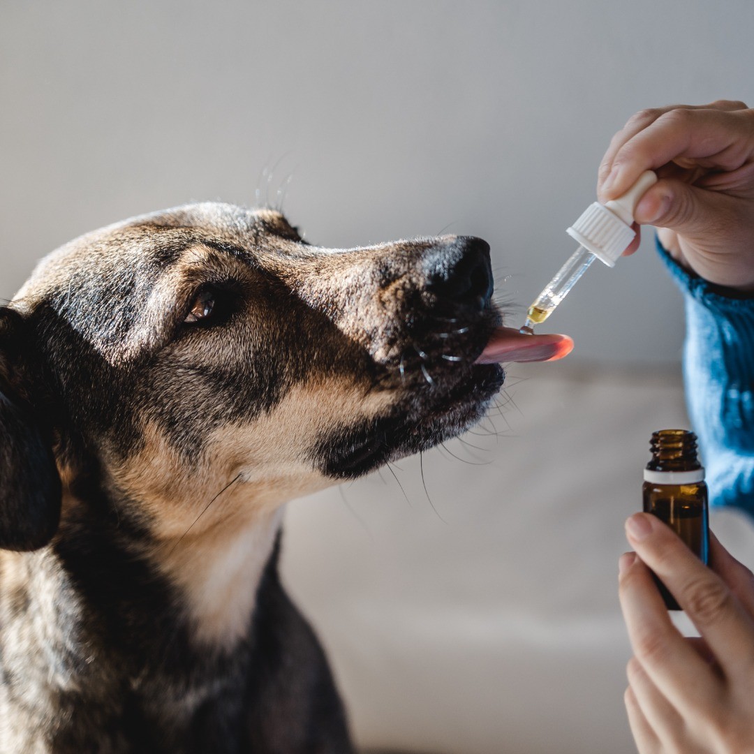 CBD pour animaux